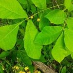 Carya laciniosa Leaf