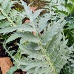 Cynara cardunculus Folla