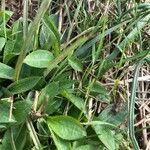 Pilosella officinarum Leaf