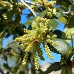 Quercus agrifolia 花