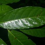 Clarisia biflora 叶
