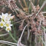 Nothoscordum gracile 花
