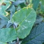 Convolvulus silvaticus Leaf