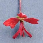 Pelargonium inquinans Flor