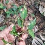 Peperomia glabella Blomst