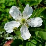 Rubus argutus Blomst