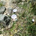 Malva hispanicaFlower