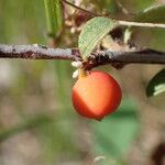 Cotoneaster integerrimus Mbuma