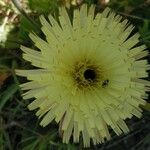 Urospermum dalechampii Flor