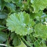 Geum pyrenaicum Blatt