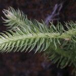 Huperzia phlegmaria Hoja