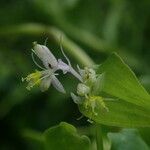 Streptolirion volubile Flower