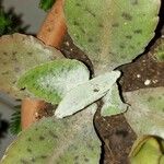 Kalanchoe gastonis-bonnieri List