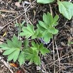 Hydrophyllum capitatum Leaf