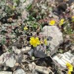 Helianthemum marifolium Çiçek