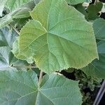 Abutilon theophrasti Blad