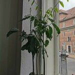 Castanospermum australe Frunză