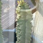 Euphorbia ammak पत्ता