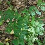 Zanthoxylum americanum Ліст