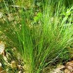 Festuca gautieri Leaf