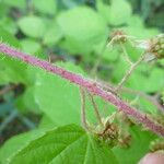 Rubus praticolor Outro