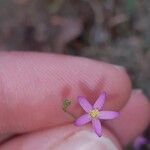 Centaurium tenuiflorum Kukka