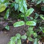 Asplenium emarginatum पत्ता