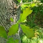 Quercus nigra Levél