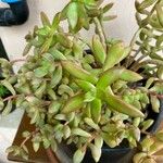 Sedum adolphi List