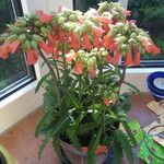 Kalanchoe daigremontiana പുഷ്പം