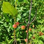 Prunus fruticosa Fruit