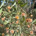 Jacksonia dilatata Flower