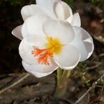 Crocus cancellatus ফুল