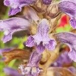 Orobanche nana Кветка