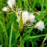 Eriophorum latifolium Květ
