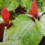 Trillium chloropetalum