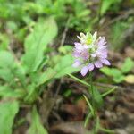 Polygala curtissii Flower