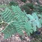 Vachellia hebeclada Лист
