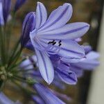 Agapanthus africanus Blomst