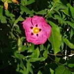 Cistus x purpureus Virág