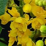 Berberis repens Fleur