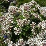 Saponaria lutea Συνήθη χαρακτηριστικά