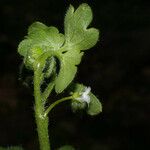 Nemophila aphylla Други