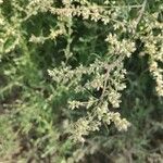 Artemisia vulgaris Fruit