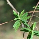 Hypericum lanceolatum Leaf