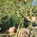 Parkinsonia praecox Лист