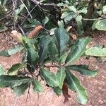 Quercus arizonica Φύλλο