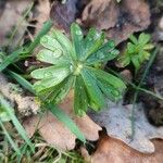 Eranthis hyemalis Leaf