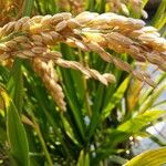 Oryza sativa Плід