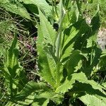 Knautia basaltica Leaf
